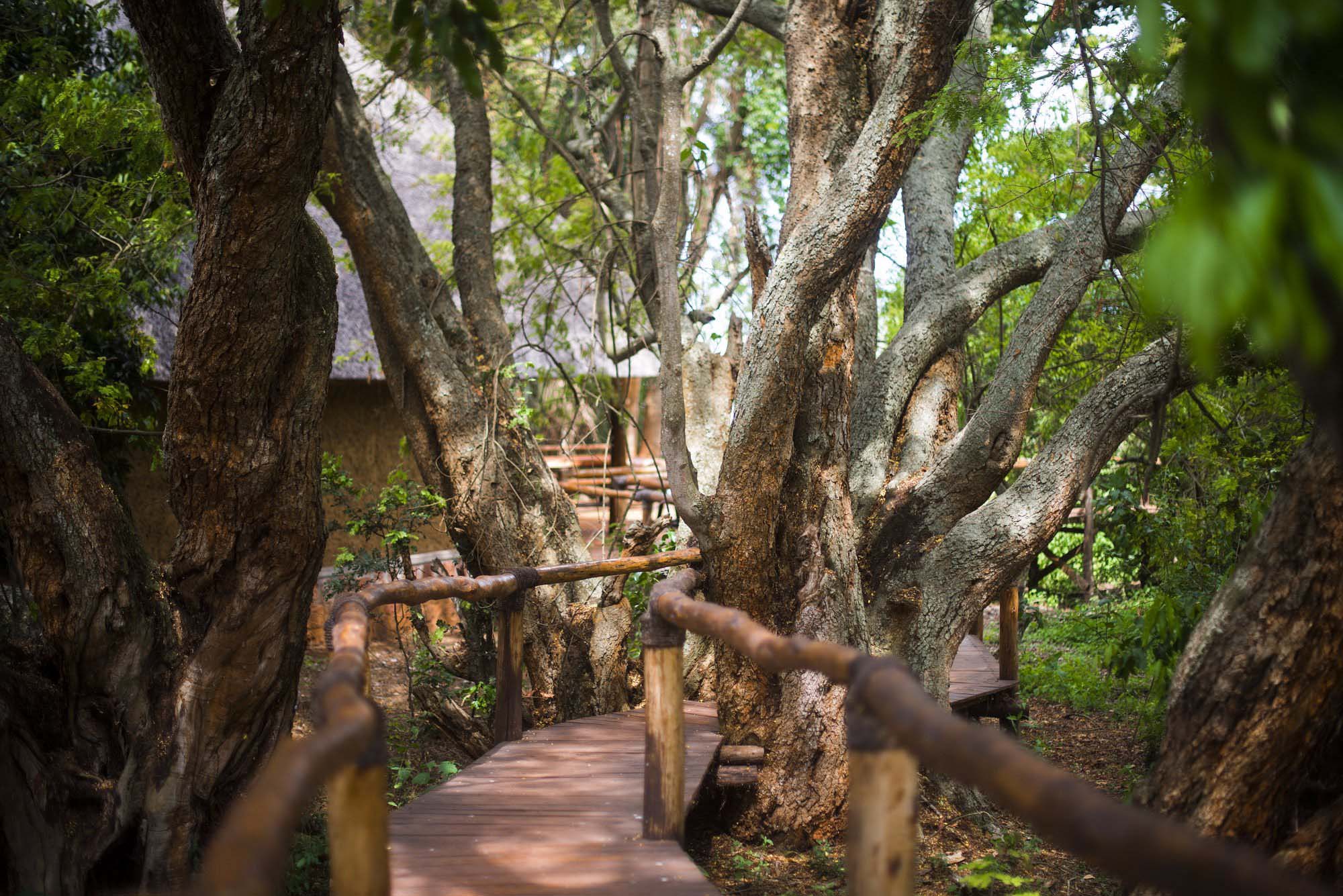 Stay at Ruzizi Tented Lodge on a Luxury Safari Rwanda and Gorilla Trekking Tours